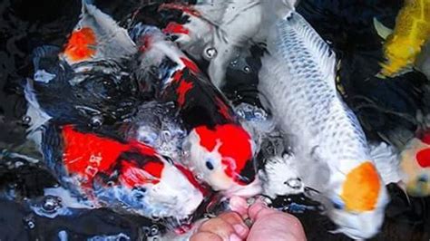 Angka ikan koi  Masalah utama dalam hal pembudidayaan ikan Koi adalah tingginya angka kematian larva ikan Koi